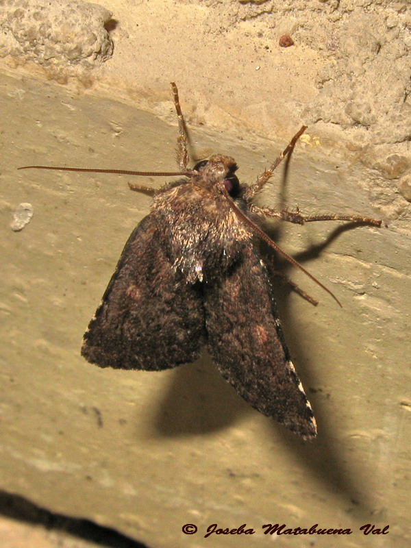 Noctuidae 2 - Lycophotia erythrina